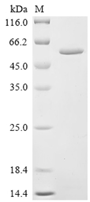 Recombinant Frog virus 3 Major capsid protein (FV3-090R) (CSB-EP727768FDG)