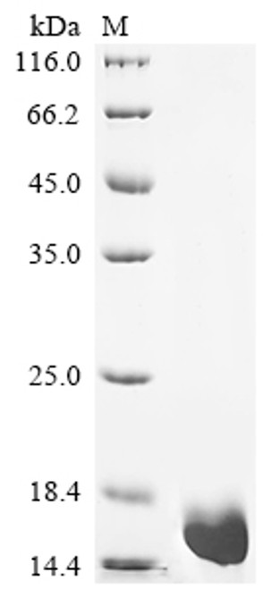 Recombinant Human Immunoglobulin lambda constant 1 (IGLC1) (CSB-YP011452HU)