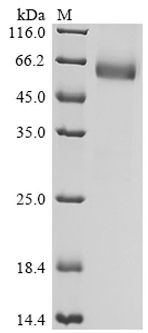 Recombinant Human Leukocyte surface antigen CD47 (CD47), partial, Biotinylated (CSB-MP004940HUj8-B)