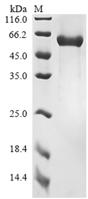 Recombinant Human T-cell antigen CD7 (CD7), partial, Biotinylated (CSB-MP004953HU-B)
