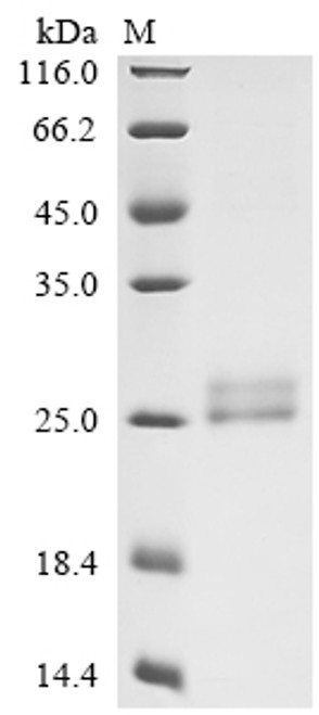 Recombinant Human Lymphotoxin-alpha (LTA), partial, Biotinylated (CSB-MP013218HU-B)
