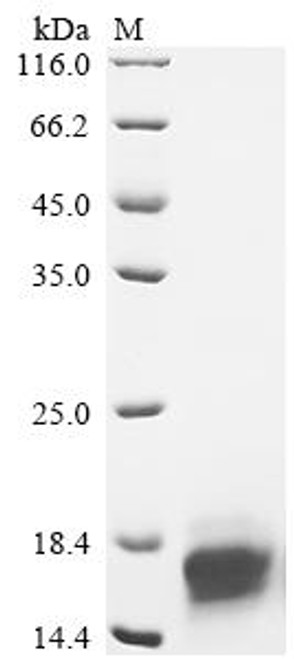 Recombinant Human Immunoglobulin lambda constant 1 (IGLC1) (CSB-MP011452HU)