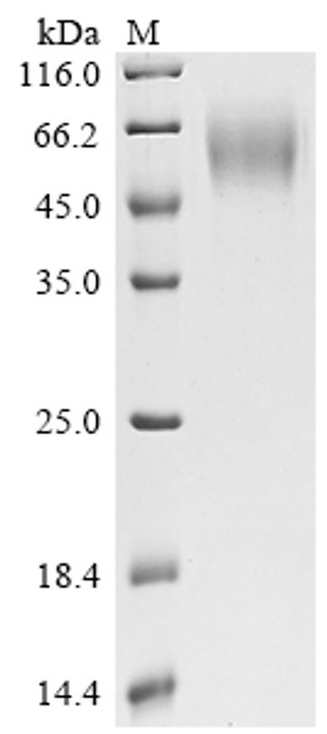 Recombinant Human Poliovirus receptor (PVR), partial (CSB-MP019093HUc7)