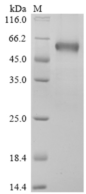Recombinant Human B- and T-lymphocyte attenuator (BTLA), partial, Biotinylated (CSB-MP773799HU-B)