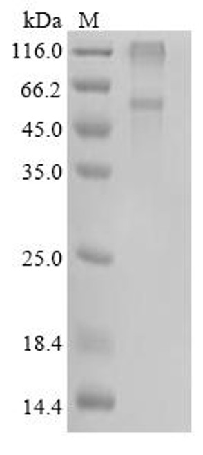 Recombinant Tropaeolum majus O-acyltransferase (S197A) (CSB-CF4730TIU(M))