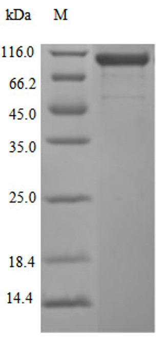 Recombinant Human Cadherin-17 (CDH17), partial (Active) (CSB-MP613267HU)