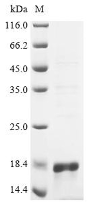 Recombinant Escherichia coli Microcin J25 (mcjA) (CSB-EP894911ENL)