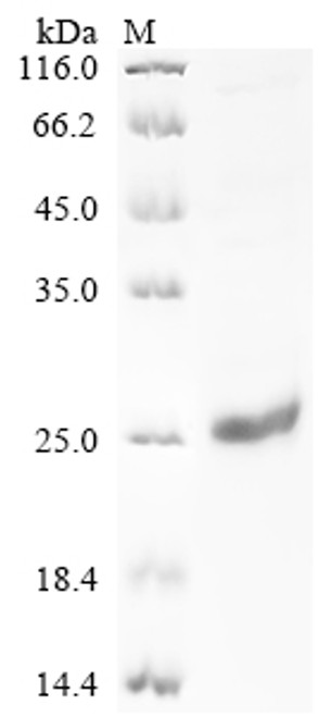 Recombinant Pig Interleukin-17A (IL17A) (CSB-EP736792PIc7)