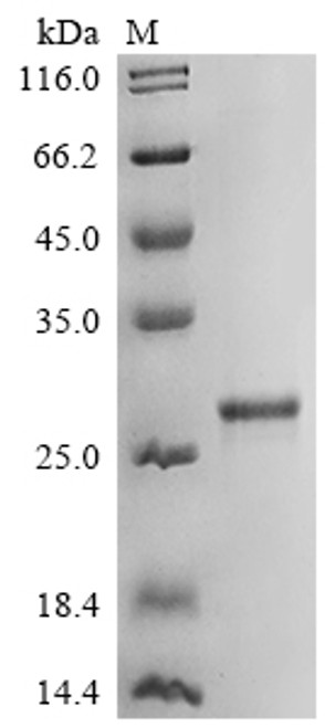 Recombinant Human Lymphocyte antigen 86 (LY86) (CSB-EP013252HUb1)
