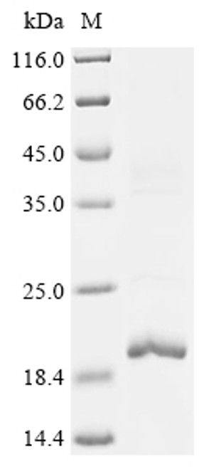 Recombinant Mesocricetus auratus Interleukin family protein (Il10) (CSB-EP4842MRG)