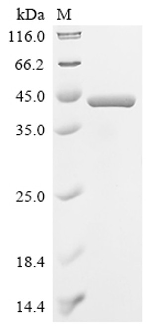 Recombinant Lactobacillus casei L-lactate dehydrogenase (ldh) (CSB-EP365433LMH)