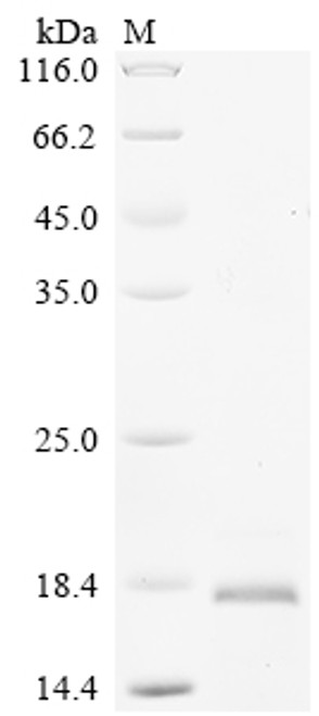 Recombinant Rat Hepcidin (Hamp), partial (CSB-EP860393RA)
