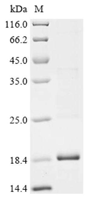 Recombinant Mesocricetus auratus Interferon gamma (IFNG) (CSB-EP011050MRGm1)