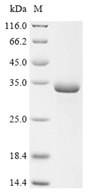 Recombinant Mesocricetus auratus Multifunctional fusion protein (Il1b) (CSB-EP4840MRG)