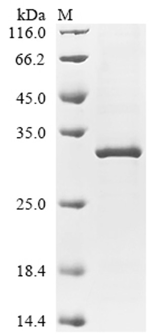 Recombinant Mouse Collagen alpha-1 (IV) chain (Col4a1), partial (CSB-EP005741MO)