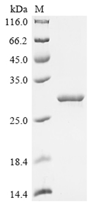 Recombinant Human Integrin alpha-L (ITGAL), partial (CSB-EP011875HU)