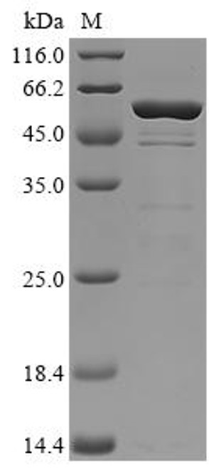 Recombinant C5a peptidase (scpA), partial (CSB-EP350120SMTd7)