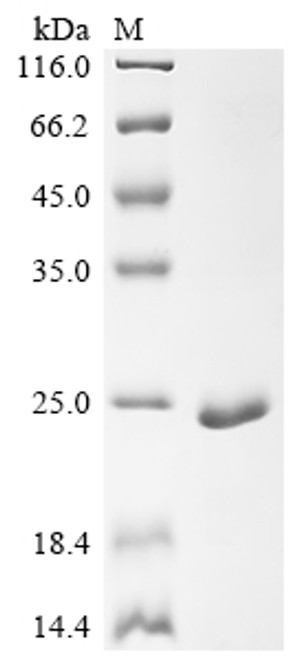 Recombinant Dog Myoglobin (MB) (CSB-EP013529DO)