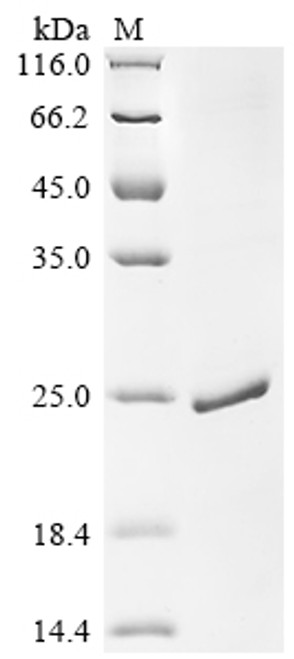Recombinant Pig Myoglobin (MB) (CSB-EP013529PI)