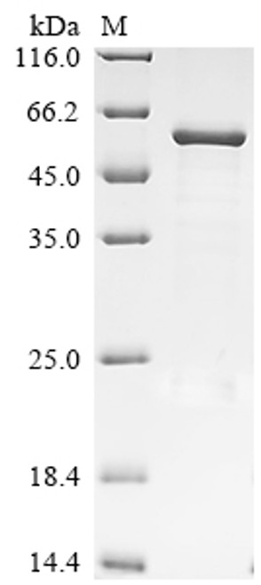 Recombinant Bovine F-box only protein 39 (FBXO39) (CSB-EP658358BO)