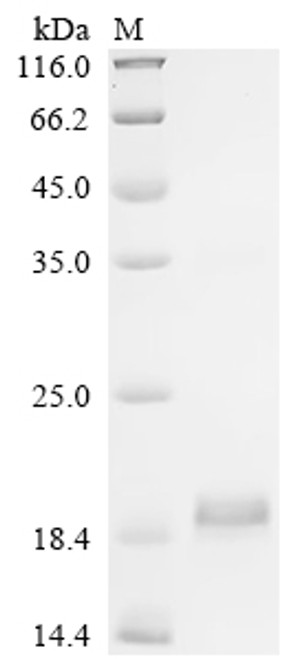 Recombinant Human Inhibin beta E chain (INHBE) (CSB-EP011722HUb0)