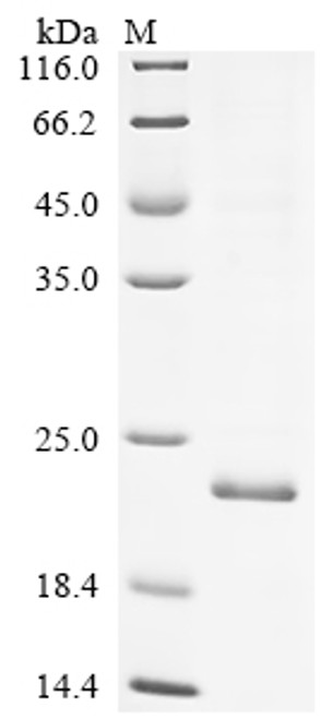 Recombinant Dog Lysozyme C, milk isozyme (CSB-EP305901DO)