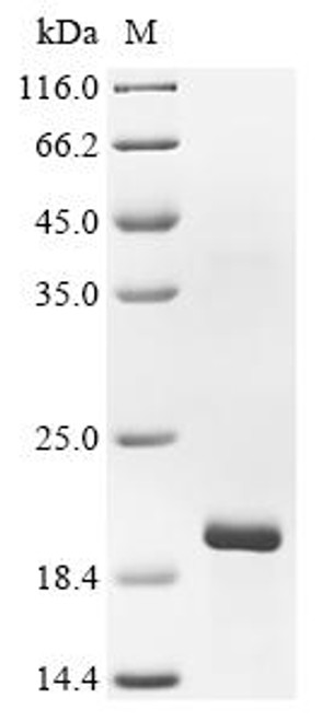 Recombinant Lucilia sericata Lucifensin (CSB-EP309988LJJ)