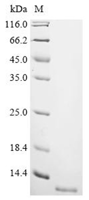 Recombinant Escherichia coli Microcin H47 (mchB) (CSB-CF351165ENL)