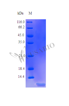 Recombinant Human Insulin-like growth factor I protein (IGF1),15N Stable Isotope Labeled (Active) (CSB-AP002531HU)