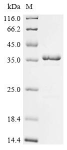 Recombinant Yersinia pestis F1 capsule antigen (caf1) (CSB-EP338792YASb3)