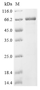Recombinant Human Septin-12 (SEPTIN12) (CSB-EP809019HU)