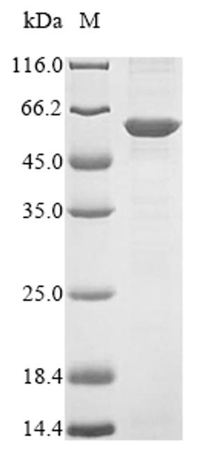 Recombinant Human Flotillin-2 (FLOT2) (CSB-EP619868HU)