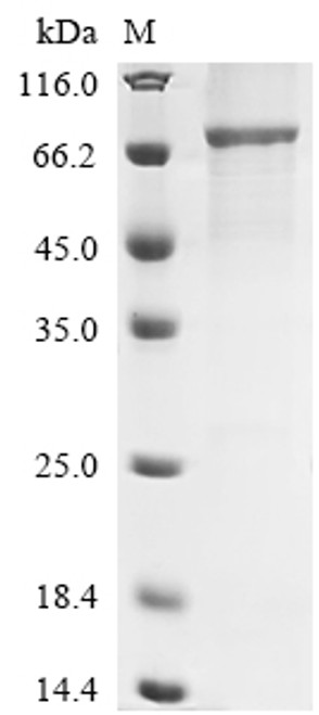 Recombinant Human Flotillin-1 (FLOT1) (CSB-EP008727HUc0)