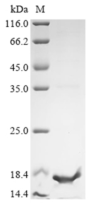 Recombinant Antarctomyces psychrotrophicus Antifreeze protein (X10S), partial (CSB-EP311153ALB)