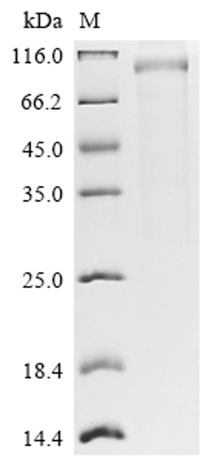 Recombinant Human Leucine-rich repeat-containing G-protein coupled receptor 5 (LGR5), partial (CSB-MP012906HU1)