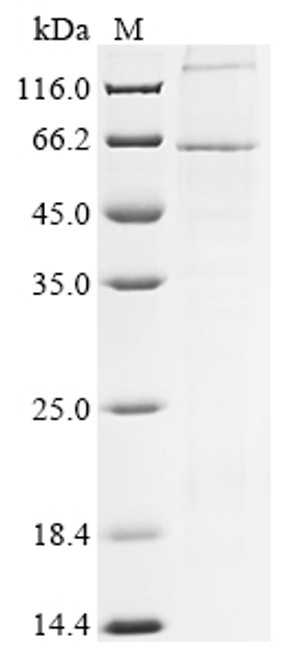 Recombinant Human parainfluenza 3 virus Hemagglutinin-neuraminidase (HN) (CSB-CF362443HPI)