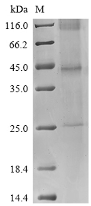 Recombinant Vaccinia virus B5R (B5R) (CSB-CF4914GKL)