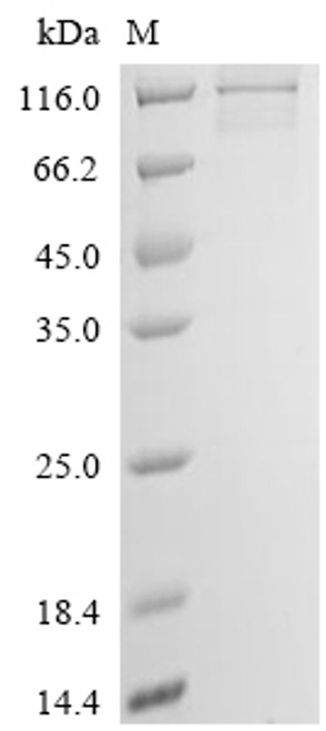 Recombinant Gossypium hirsutum Cellulose synthase (LOC107958683) (S143G) (CSB-CF3218GHB(M))