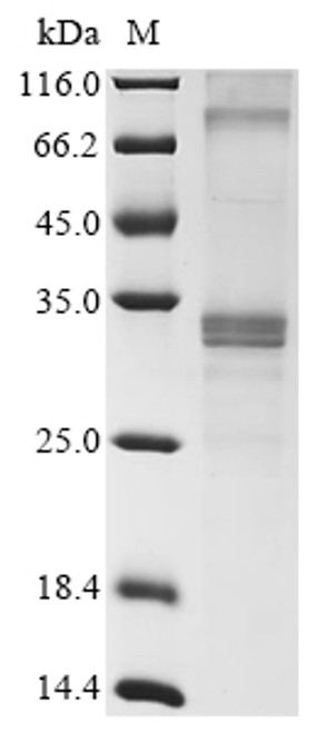 Recombinant Mouse Membrane-spanning 4-domains subfamily A member 6D (Ms4a6d) (CSB-CF859569MO)