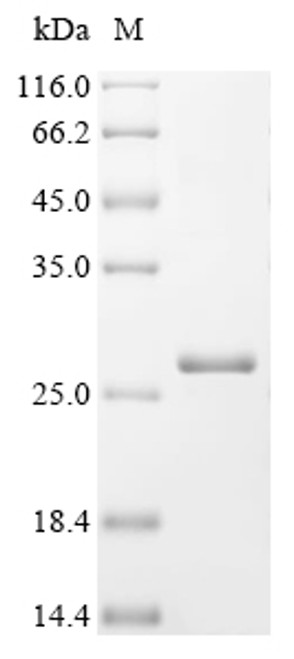 Recombinant Physarum polycephalum Intron-encoded endonuclease I-PpoI (CSB-EP850071EVC)