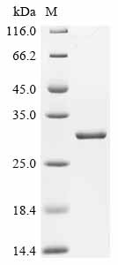 Recombinant Anaplasma phagocytophilum 60 kDa chaperonin (groEL), partial (CSB-EP643131AAAQ)