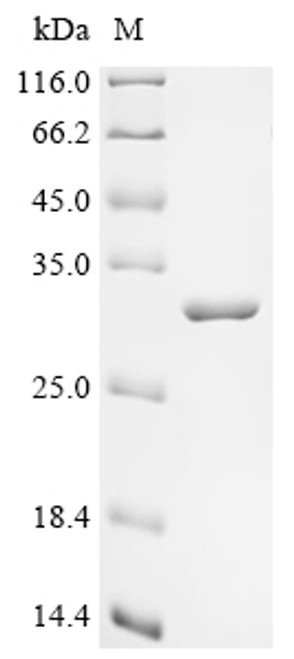 Recombinant Francisella tularensis subsp. tularensis 60 kDa chaperonin (groEL), partial (CSB-EP393003FDX)