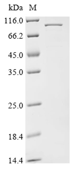 Recombinant Penaeus monodon Hemocyanin (HcVn) (CSB-EP4877ETF)