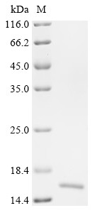Recombinant Mouse Trefoil factor 3 (Tff3) (CSB-EP730788MO)