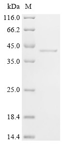Recombinant Mouse Deoxyribonuclease gamma (Dnase1l3) (CSB-EP007052MO)