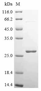 Recombinant Triticum aestivum Ubiquitin-conjugating enzyme E2 2 (UBC2) (CSB-EP335154TQN)