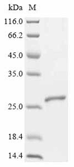 Recombinant Arabidopsis thaliana Ubiquitin-conjugating enzyme E2 1 (UBC1) (CSB-EP333115DOA)