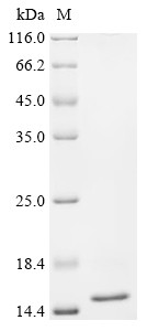 Recombinant Pig Transthyretin (TTR) (CSB-EP025270PIe1)