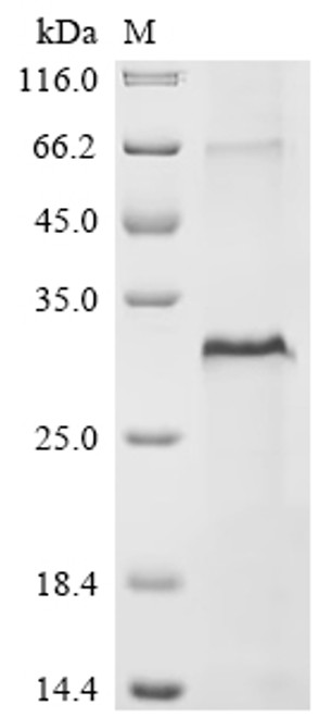 Recombinant Human Multiple epidermal growth factor-like domains protein 6 (MEGF6), partial (CSB-EP013680HU)