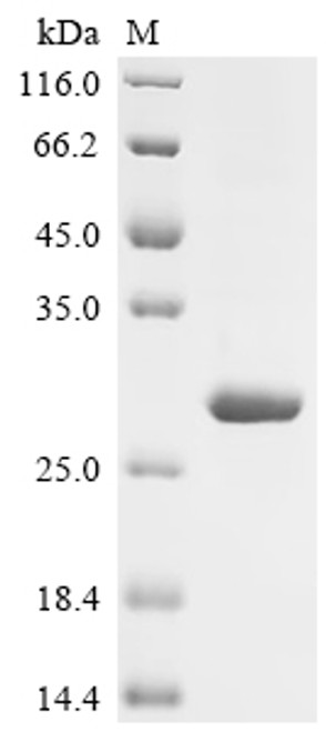Recombinant Colletotrichum gloeosporioides Cutinase 1 (CUTA) (CSB-EP318135DVE)